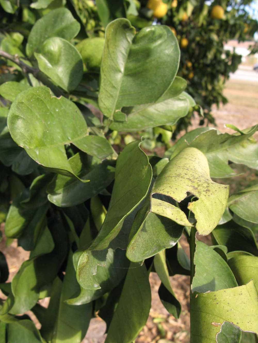            Sun leaves (Winter Haven, FL)   